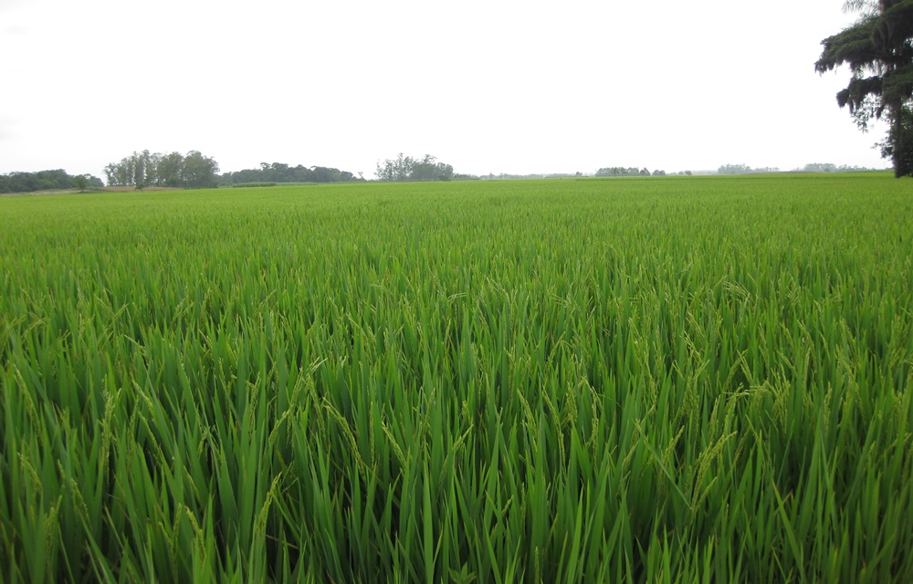 Ir para  <p>O plantio do arroz em todas as regi&otilde;es produtoras do Rio Grande do Sul avan&ccedil;ou rapidamente por conta do tempo mais firme dos &uacute;ltimos dias, segundo o Instituto Riograndense do Arroz (Irga), baseado na...